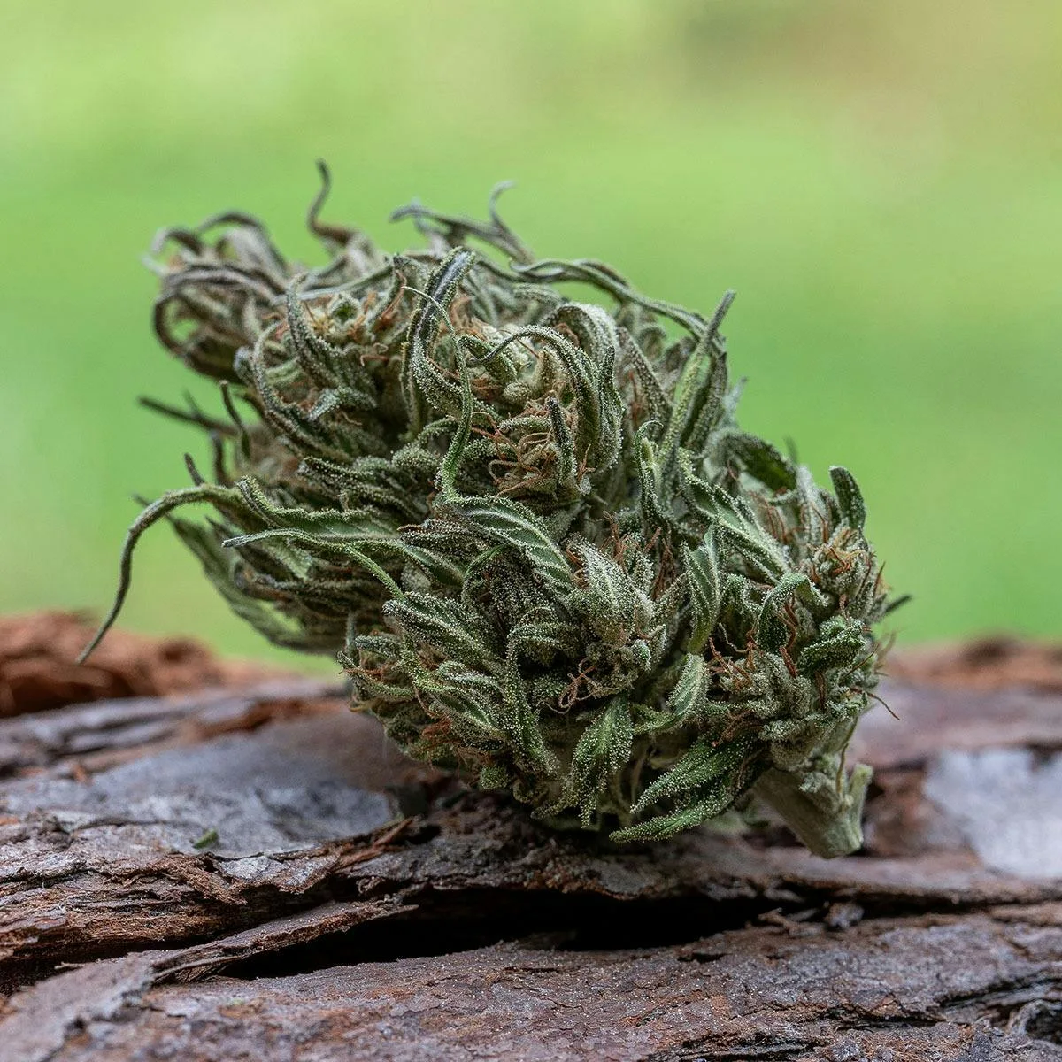 Farm Cut | Emerald Spirit Botanicals | Emerald CBG| Flower | 7.5g