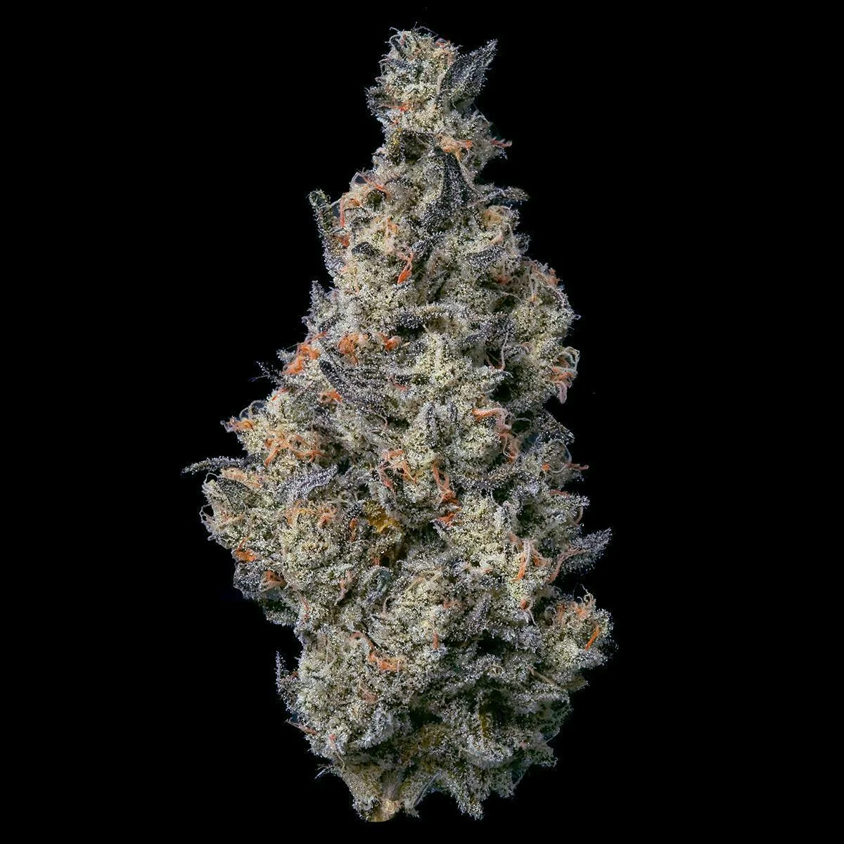 Fig Farms | Donut Shop | Big Buds
