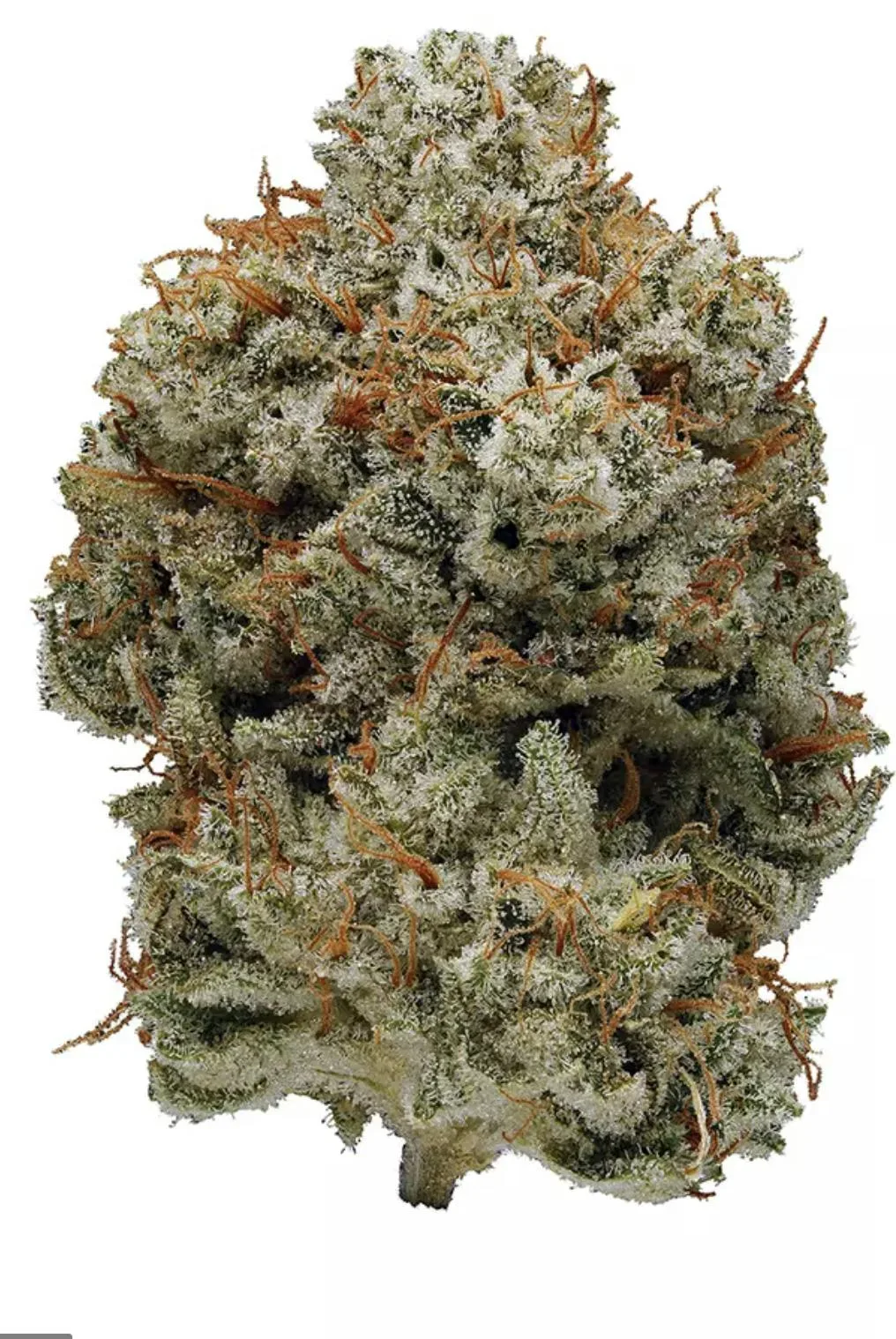 Grape GG - Hybrid - 36% THC