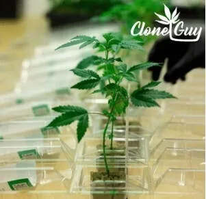 GELATO POP - CLONE - CLONEGUY