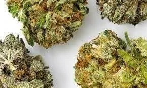 Fruit Salad Mix (Hybrid) - Premium House Flower - 1/2oz. 14g.
