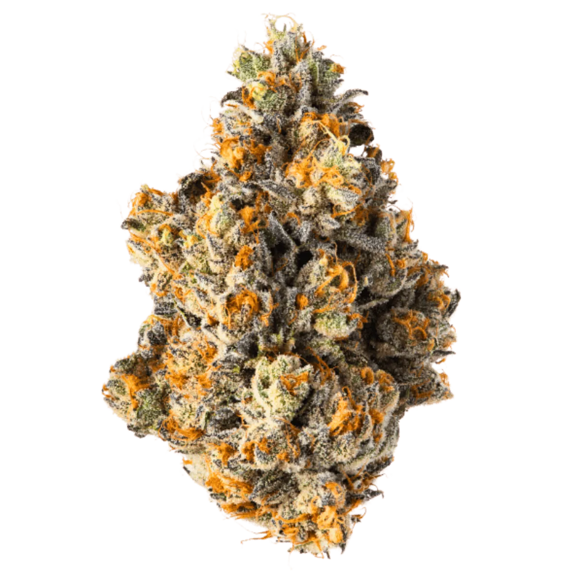 Mimosa