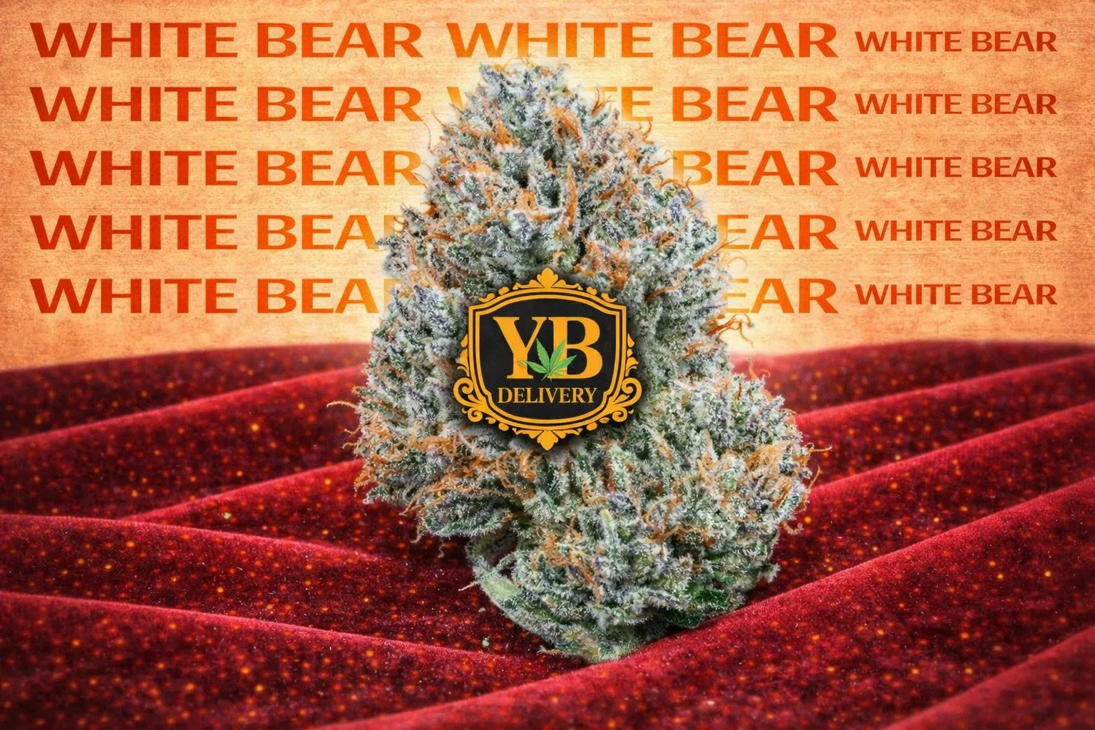 YB | WHITE BEAR 30.29%(7G TOP-SHELF FLOWERS).SATIVA