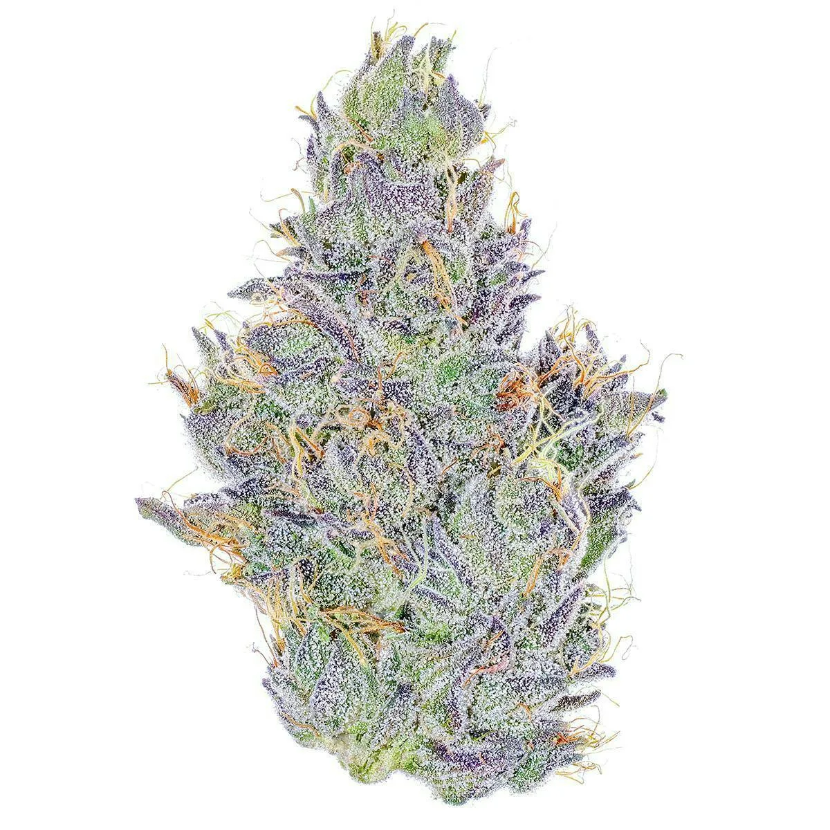 Fig Farms | Koala Crack | Big Buds