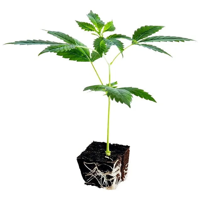 Conception Nurseries - TrueClonesX - Paradise Melt