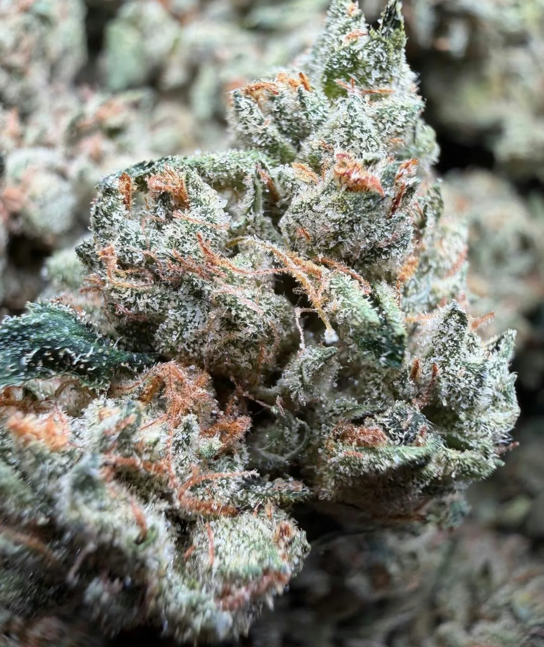 SFV OG INDOOR $69 half/$99 Oz