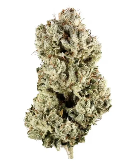 Gorilla glue - hybrid - 28% THC