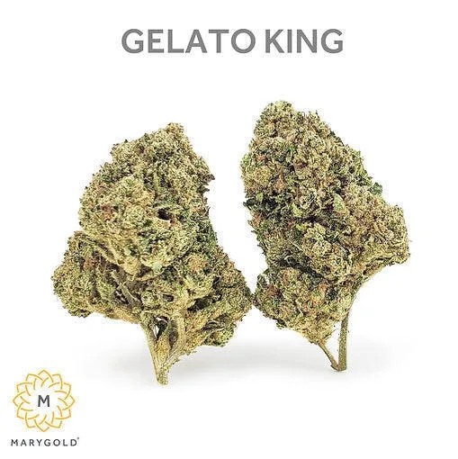Marygold | Gelato King | Big Buds | 3.5g
