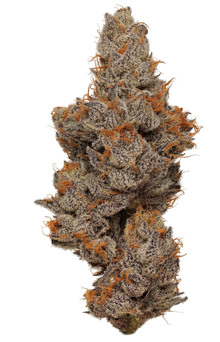 Smacked Studios | Rainbow Runtz | Big Buds | 3.5g