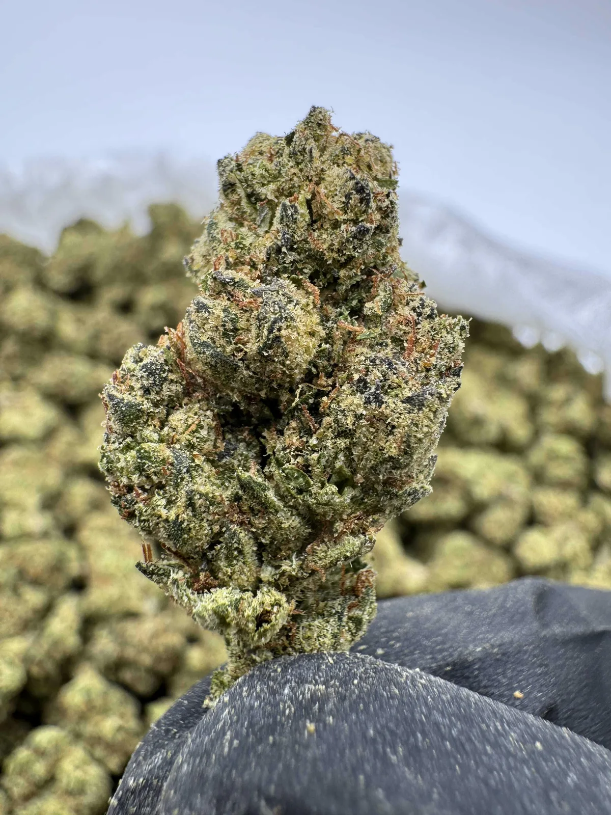 Canna Couriers - Sub Zero 14g - Half