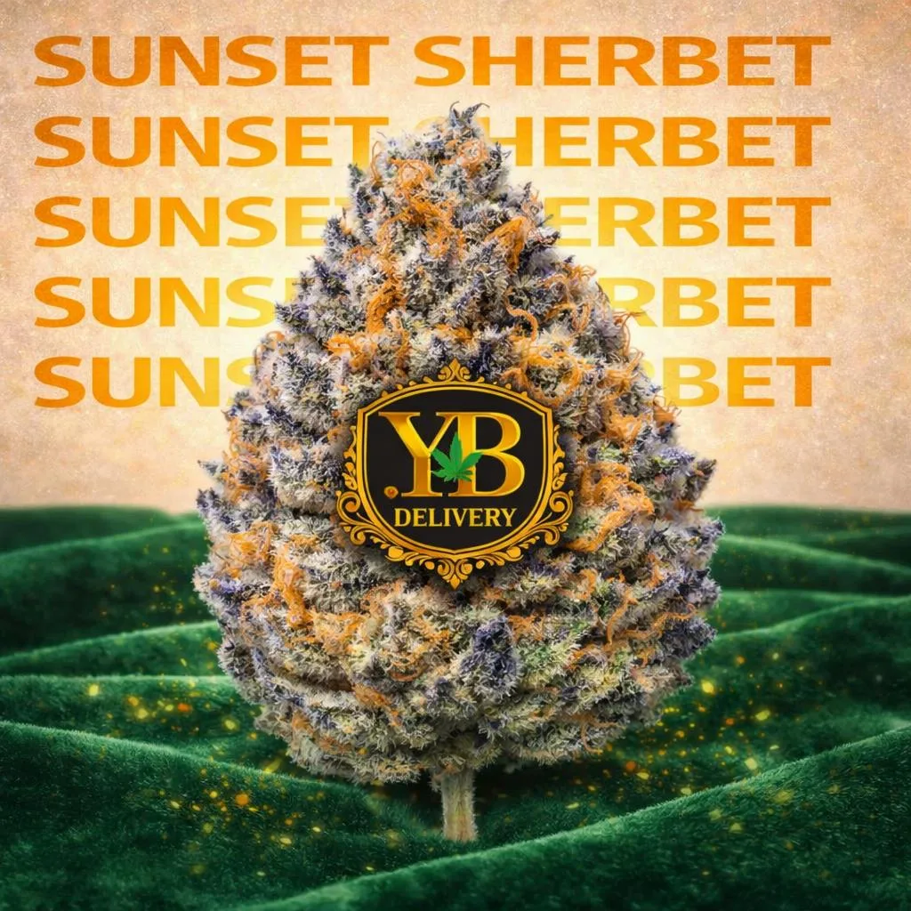 YB | SUNSET SHERBET 35.02% (28G TOP-SHELF FLOWERS)HYBRYD