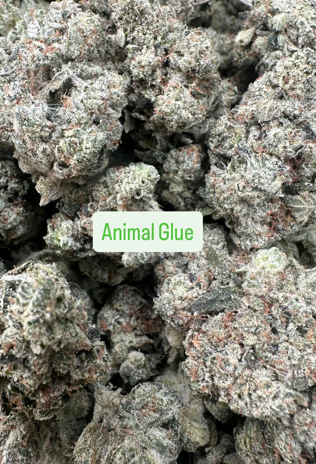 Animal Glue