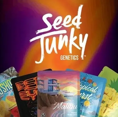 Seed Junky | Strawberry Daquiri | Big Buds