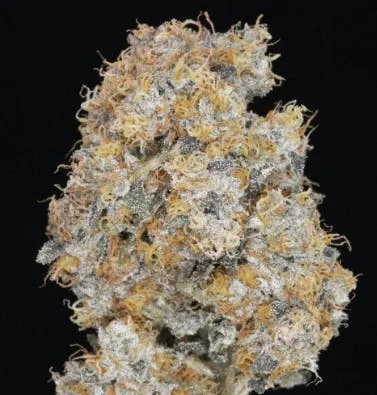 JAHnetics - Peach O.G. ๐ (Peach fuzz x O.G. Kush)