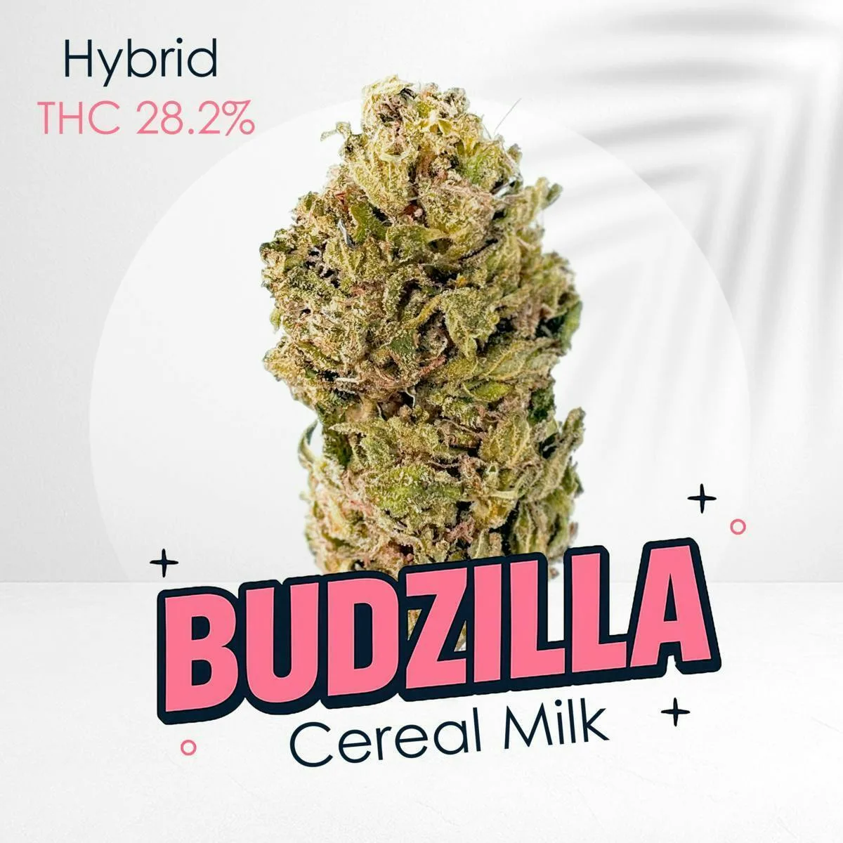 Cereal Milk -Premium shelf flower