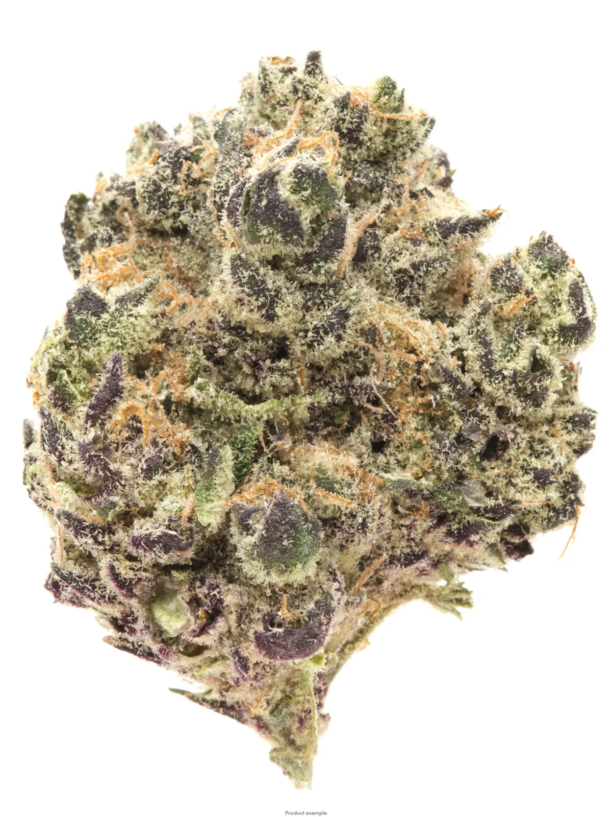 Z PURPLE