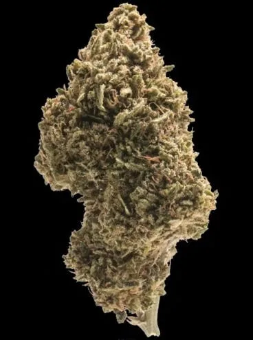 CHERRY PIE (HYBRID) 21.65% THC TIER 4
