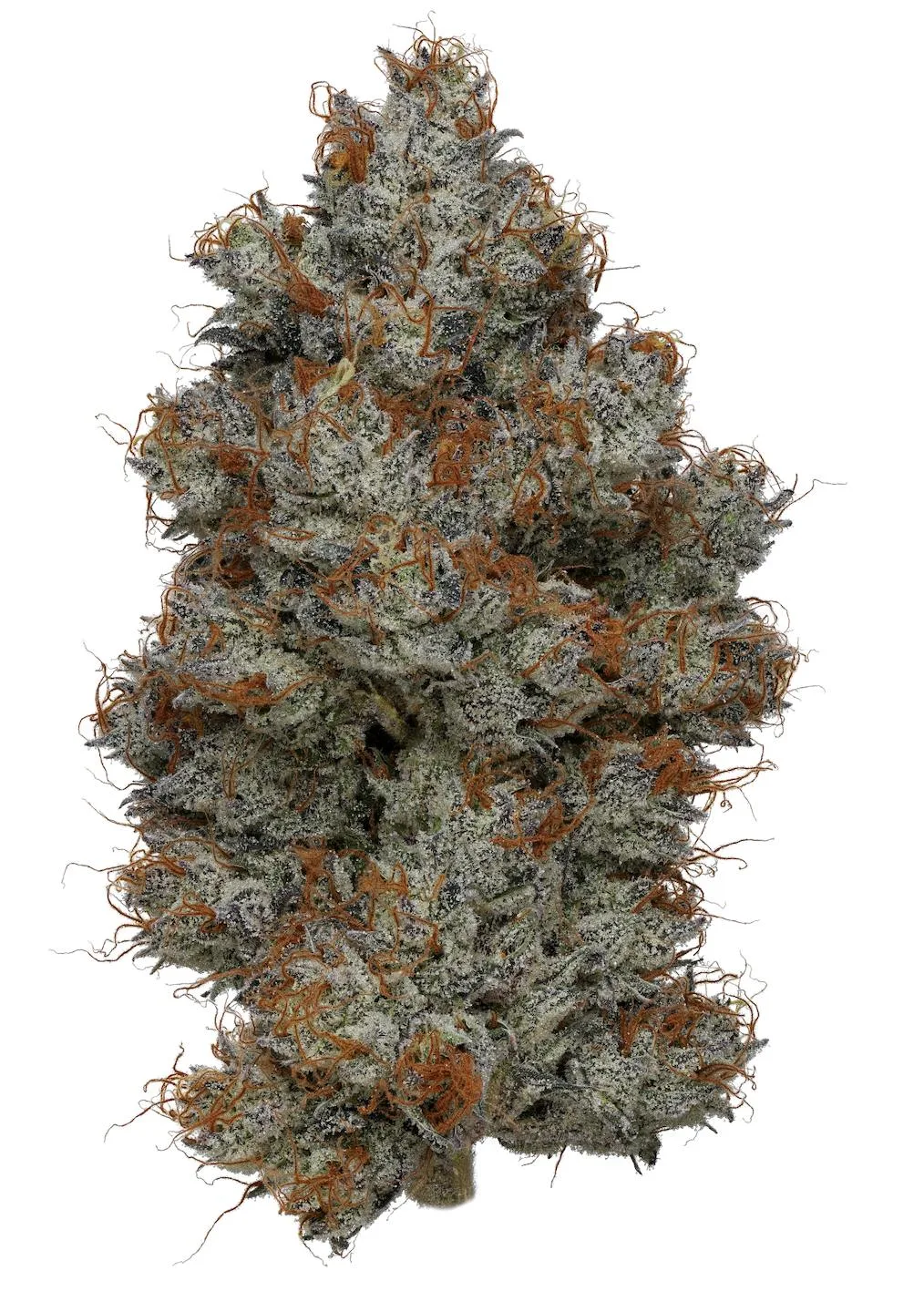 Smacked Studios | Sideshow | Big Buds | 3.5g