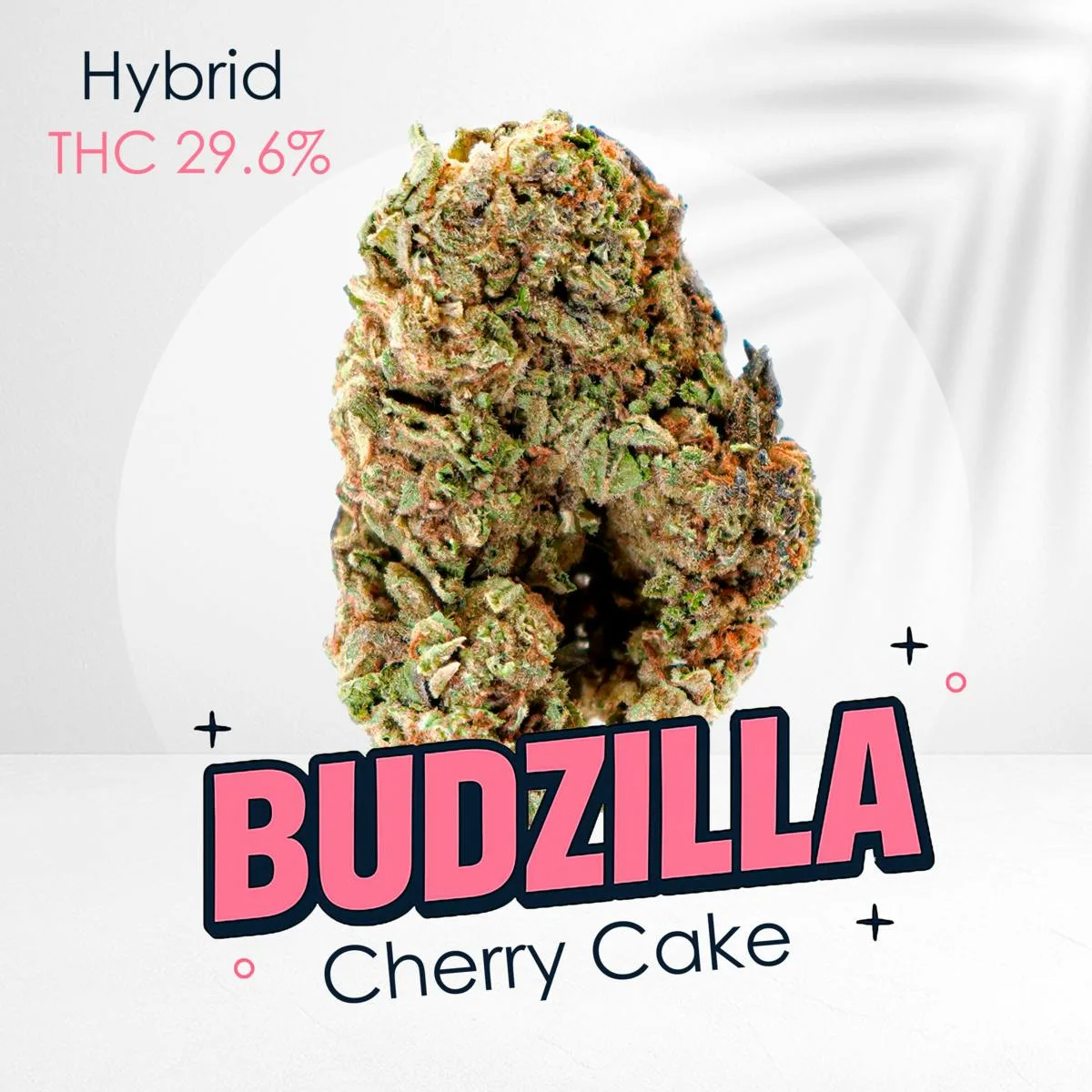 Cherry Cake -Premium shelf