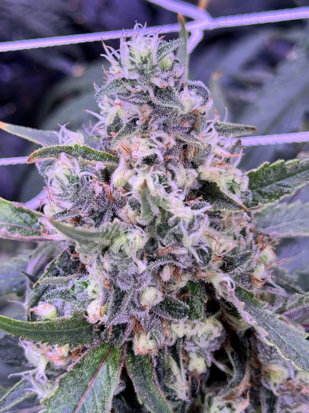 Clementine - By DNA Genetics 3.5g Jar
