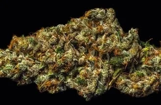 CASEY JONES (SATIVA) 36.98% THC TIER 1