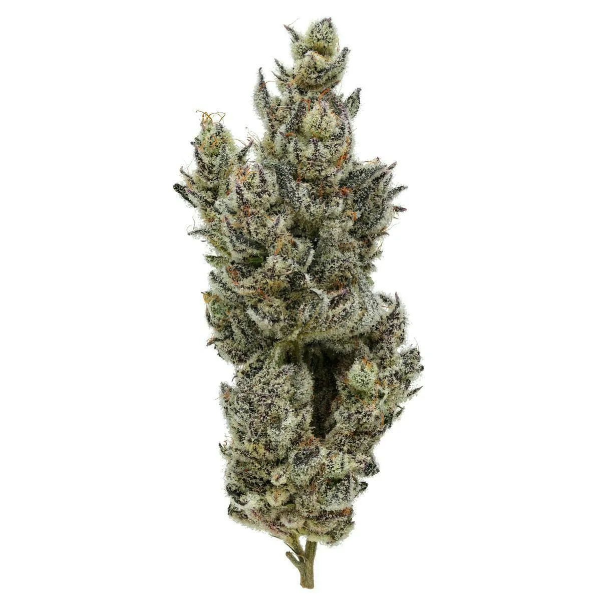 Fig Farms | Holy Moly! | Big Buds