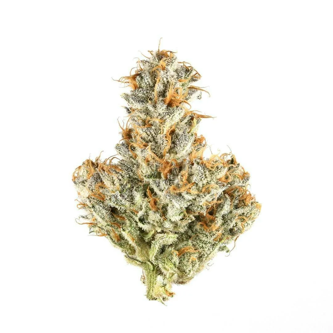 WHITE BUBBLEGUM 14G (TOPSHELF INDOOR)