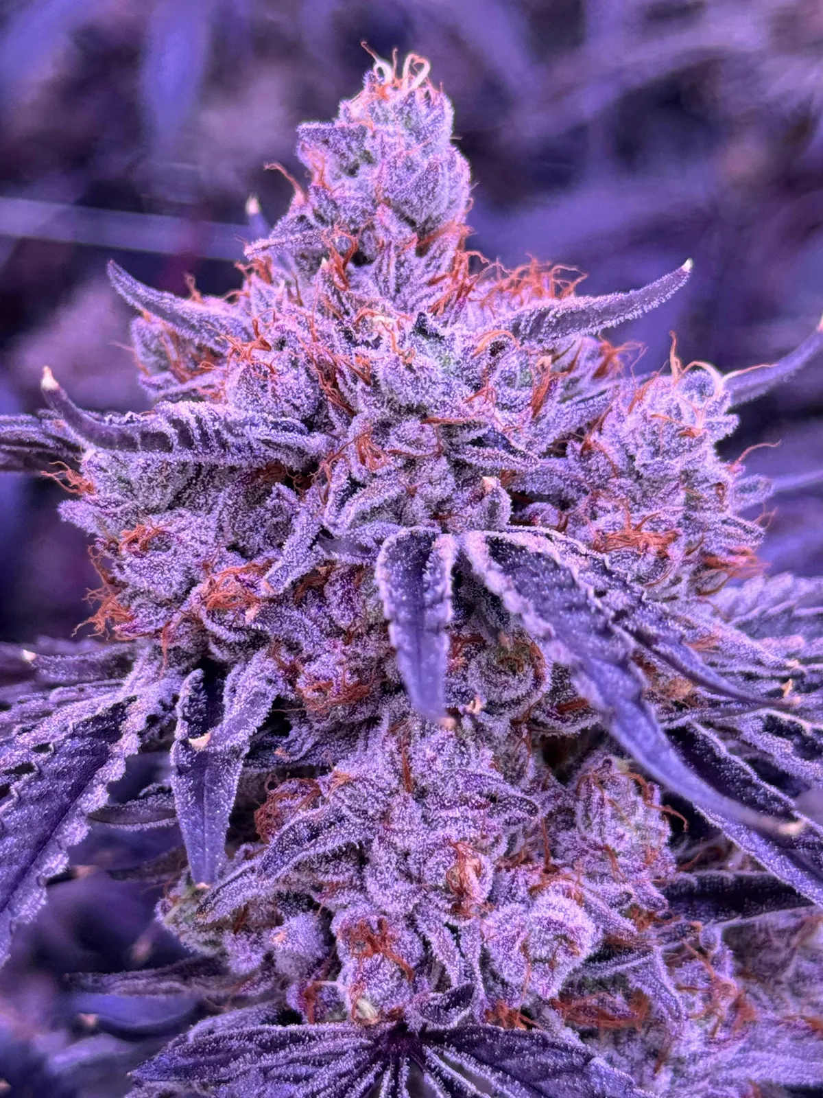 Lemon Cherry Blossom - 3.5g Jar