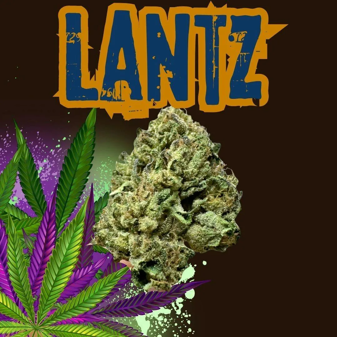 Lantz-Sungrown flower_3.5_eight