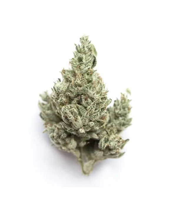 GORILLA OG KUSH - HYBRID - 31% THC