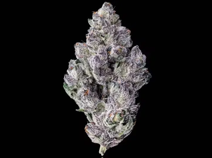 MAVEN 1G 98K Indoor Flower