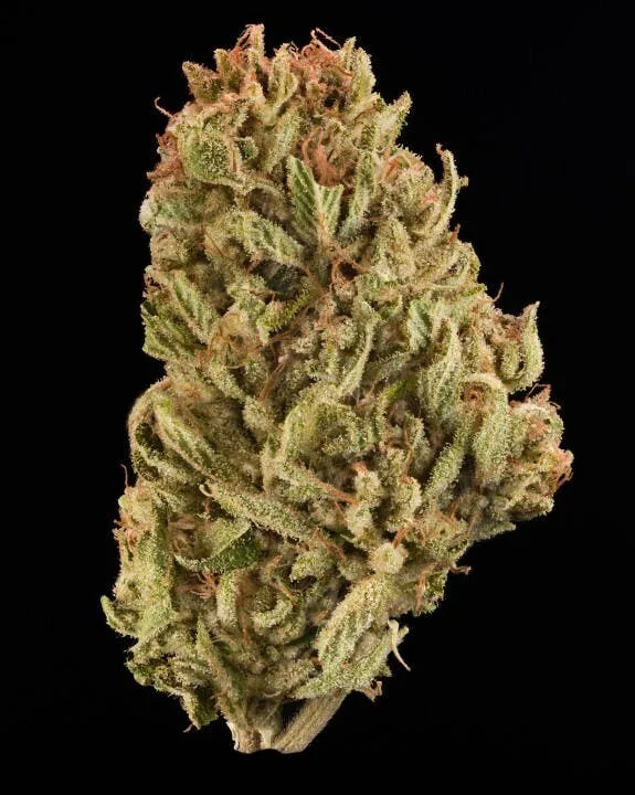 24K Jelly Roll - Sungrown