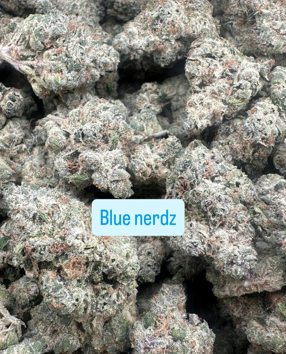 Blue Nerdz