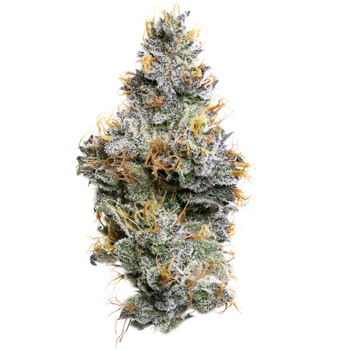 Sherbanger F2