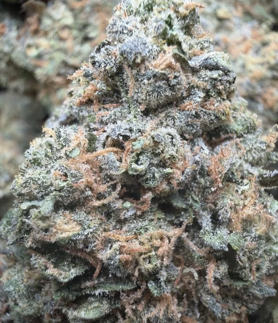 Oishi ⚛️ indoor $79/$99 Oz