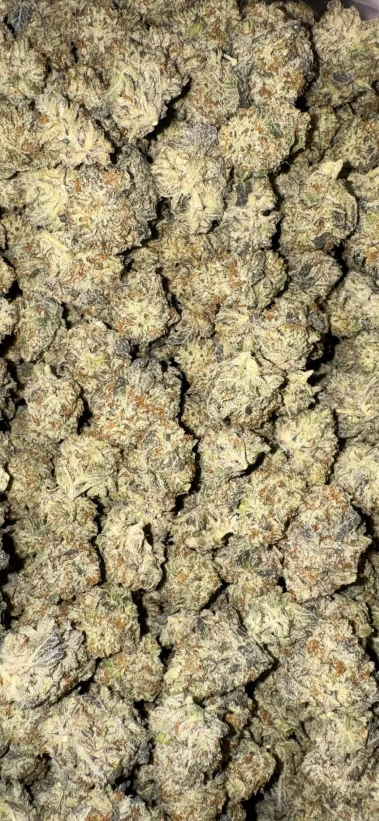 [Gaia's Garden] Top Shelf Indoor Flower - Creme Brulee ($160/Oz Special!)