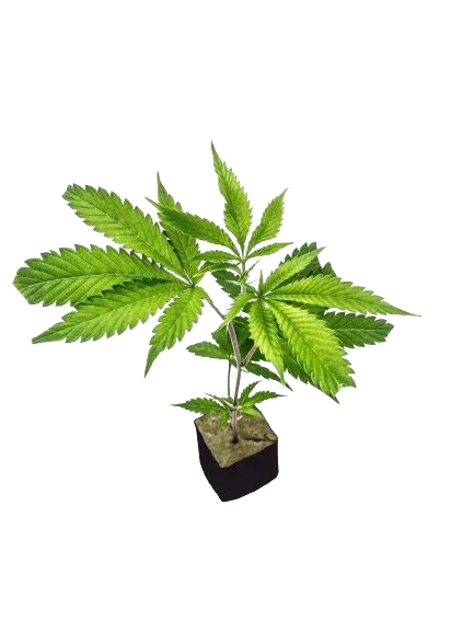 legend og clone