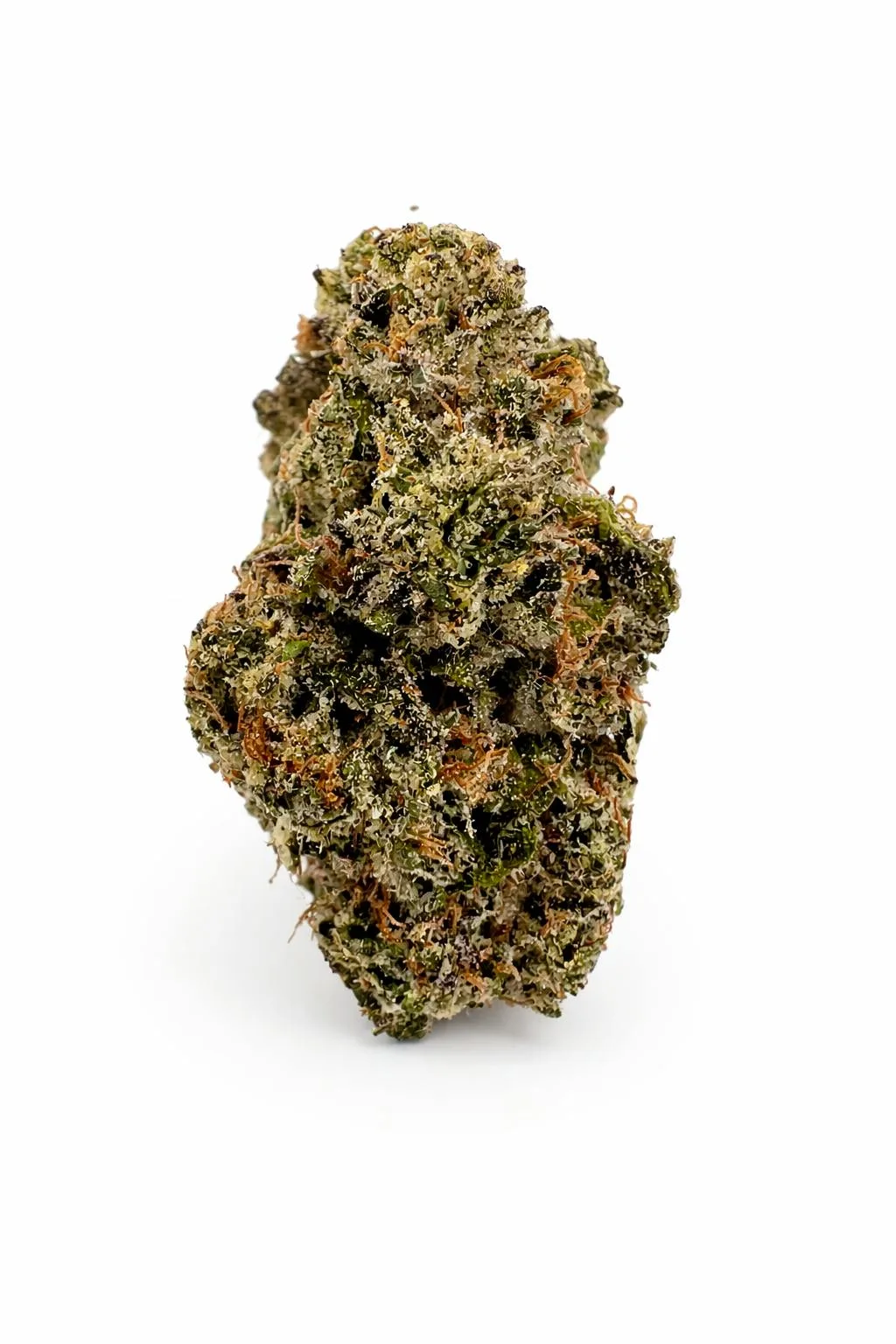 Golden Bear - Pink Lemonade - 3.5