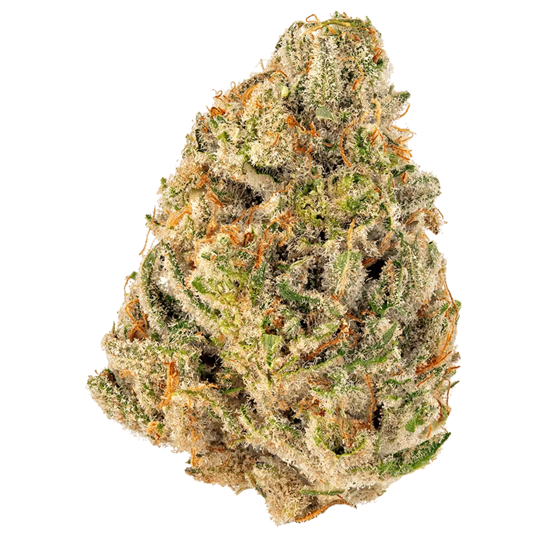 Cheetah Piss | HYBRID | 3.5 Grams