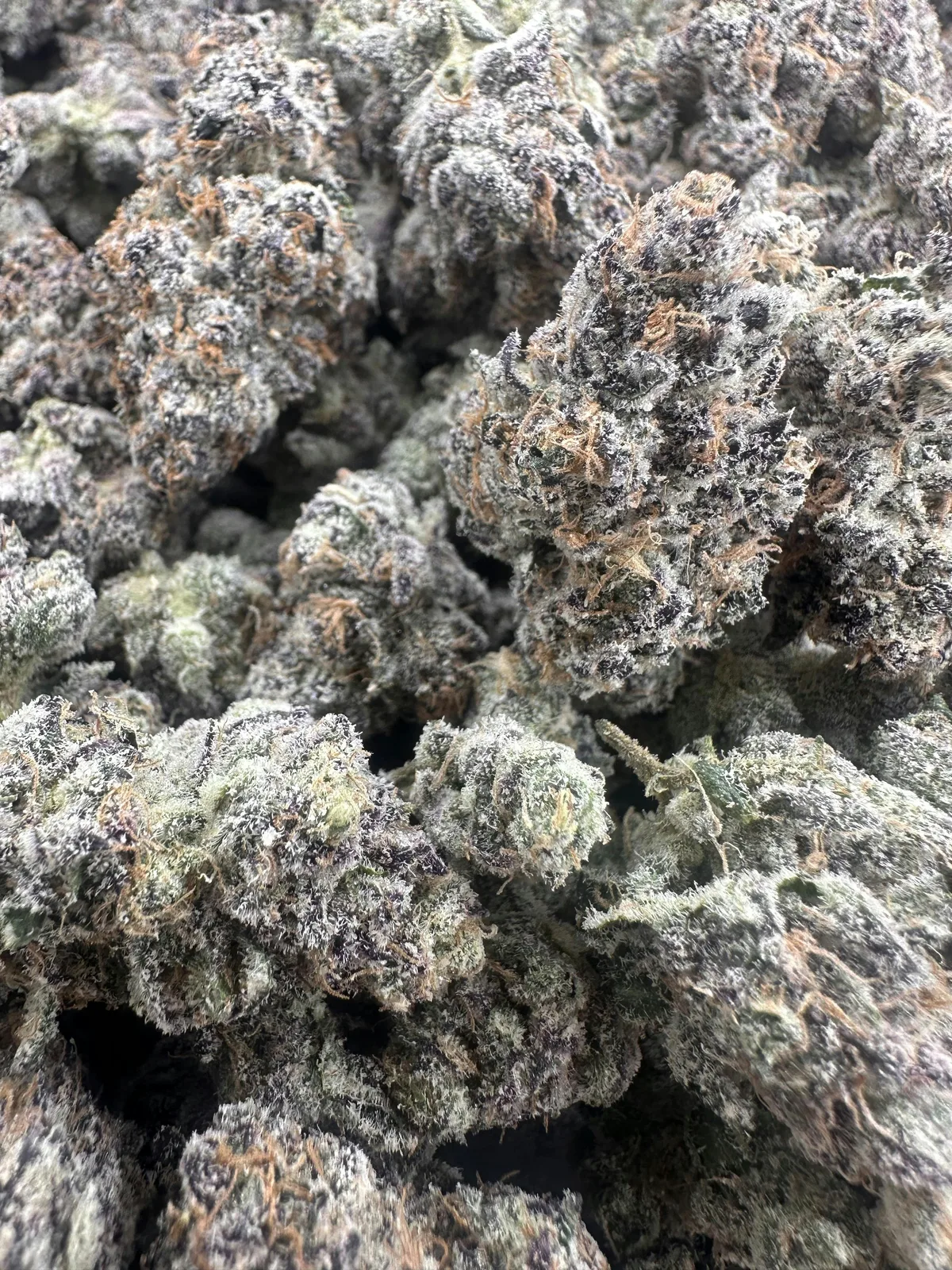 Top Shelf Sugar Baby!