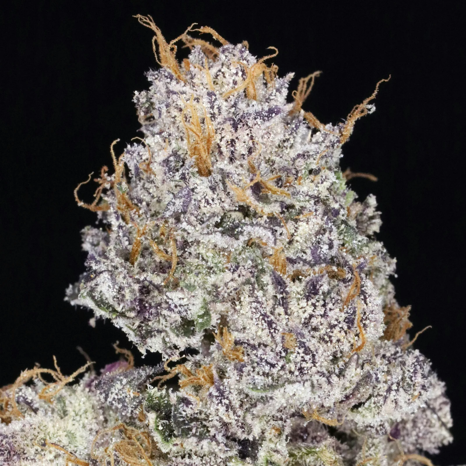 JAHnetics - Strawberry JAH 🍓 (Strawberry Runtz) - Eighth