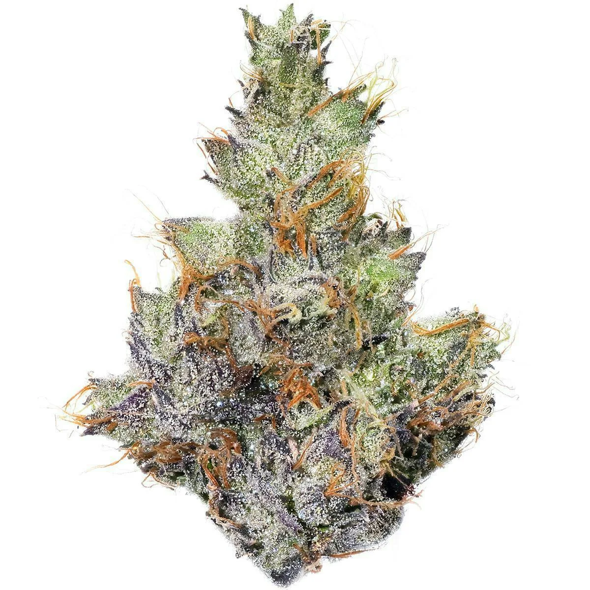Fig Farms | Chems & Cherry | Big Buds