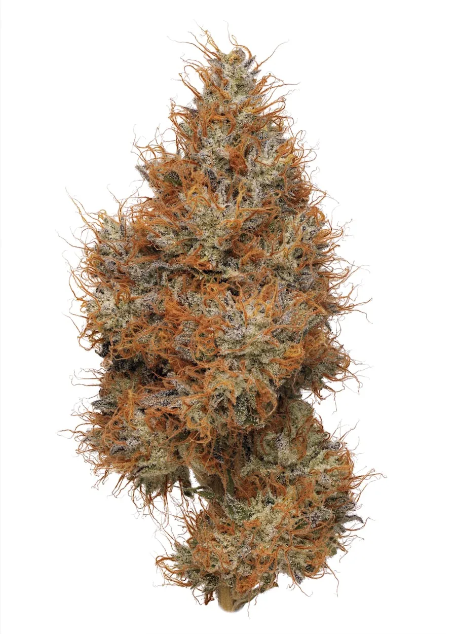 Smacked Studios | Lemon Up | Big Buds | 3.5g