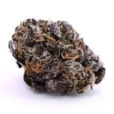 INDICA / GASTRO POP 41 / 14G / AAA TOP SHELF INDOOR / 35.03 %