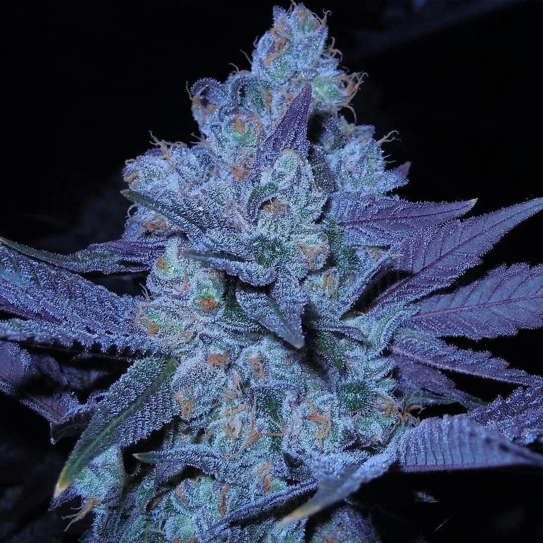 Blue Dream 14G -SUPER PREMIUM SATIVA (NEW DROP)