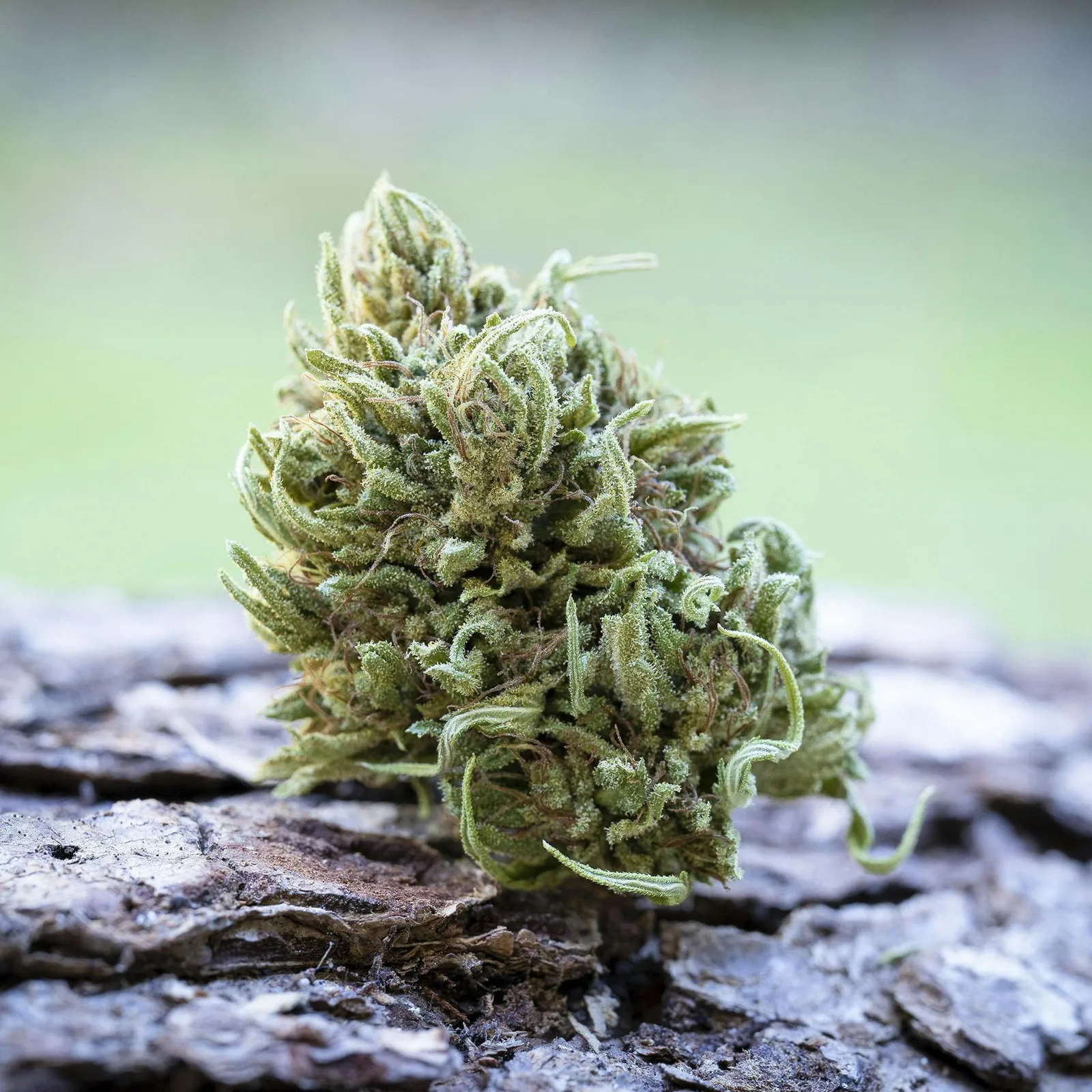 Farm Cut | Emerald Spirit Botanicals | Harmony Rose | Flower | 7.5g