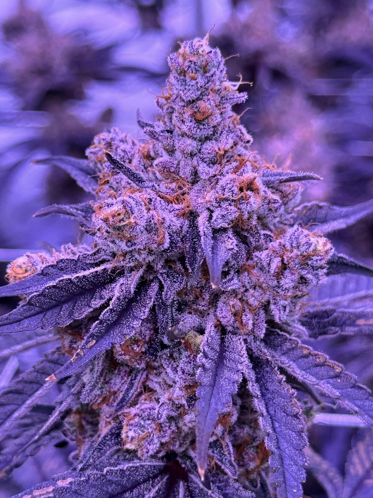 Lava Dream - 3.5g Jar