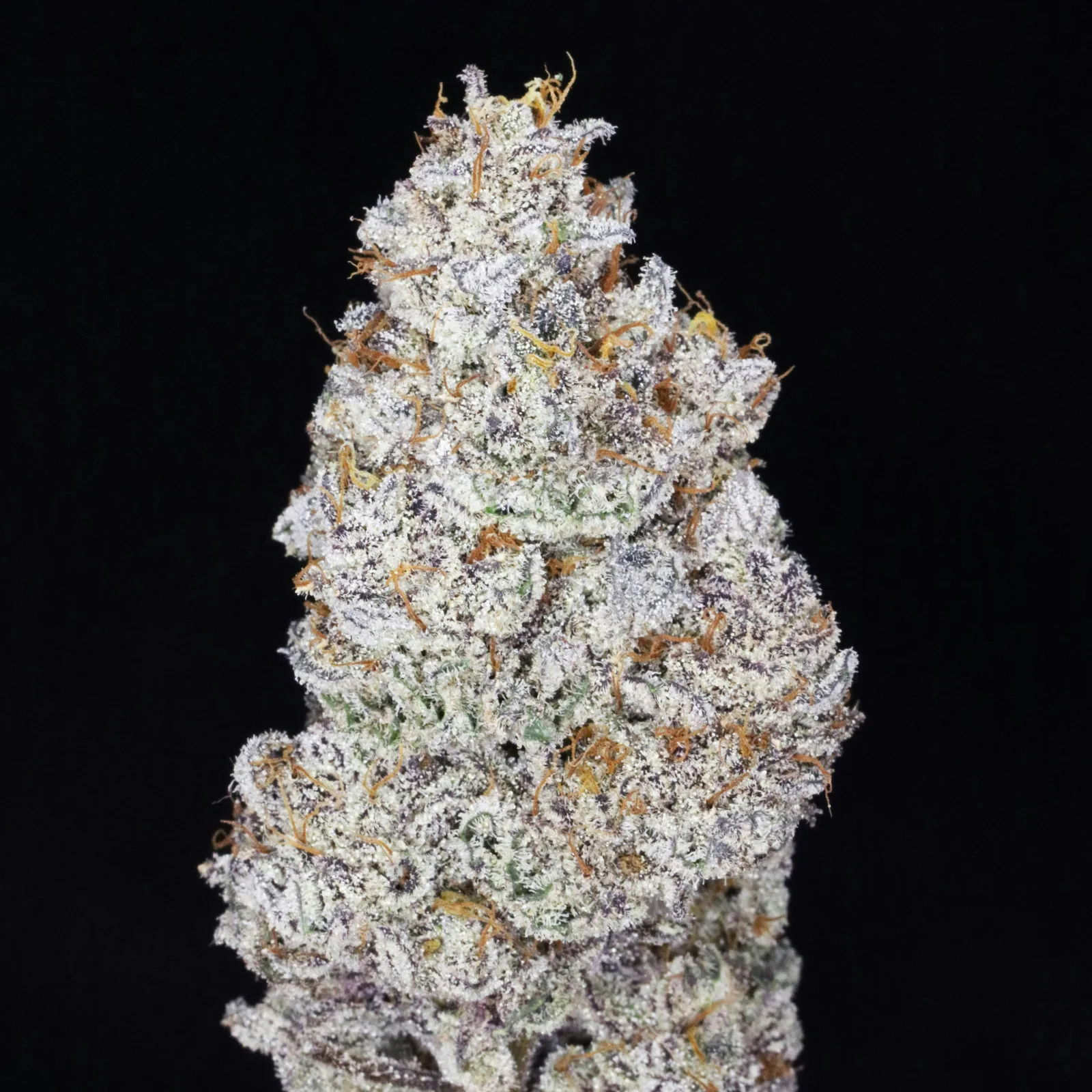 JAHnetics - JAH Skunk 🦨 (Black Magic/Dark side)