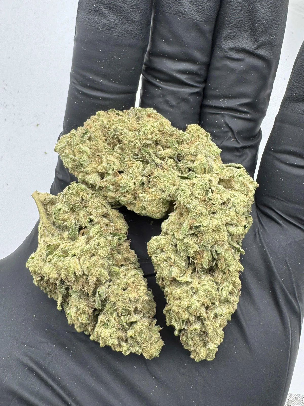Canna Couriers - White Fire OG 3.5g - eighth