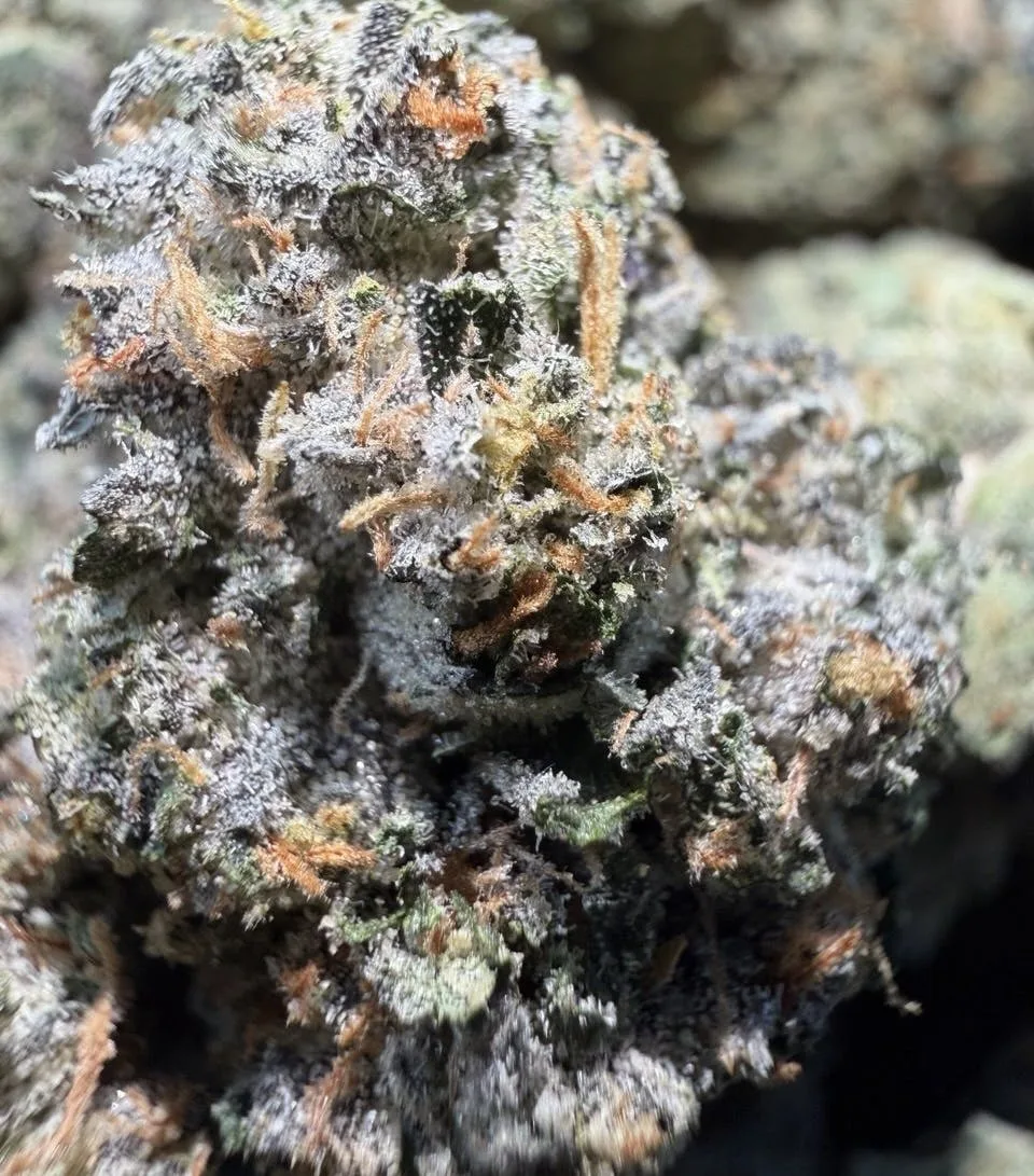 Blue Wasabi ㊗️ $89/$129 indoor